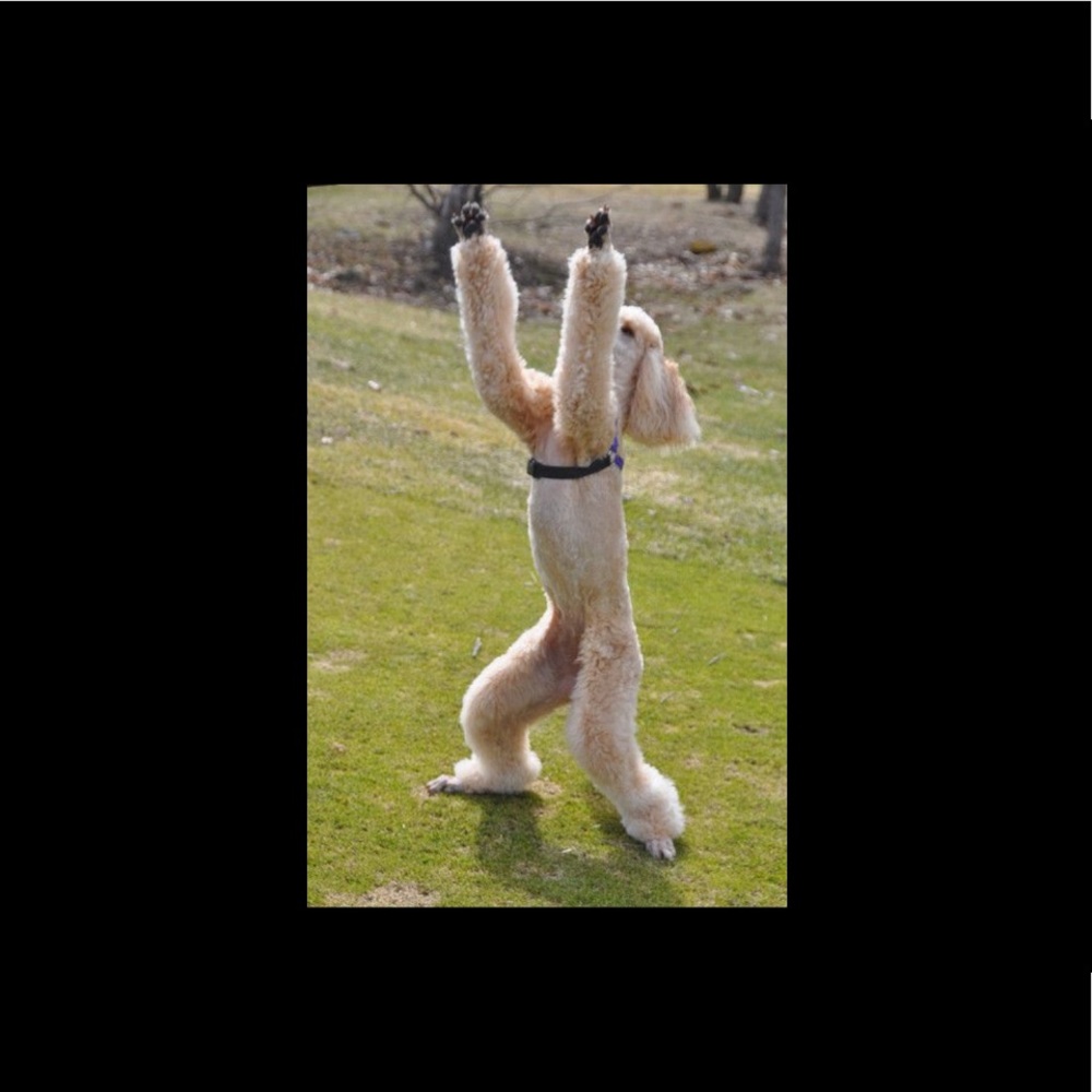 Meet your Posher, Hannah